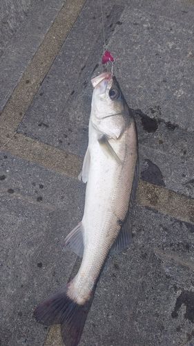フッコ（マルスズキ）の釣果