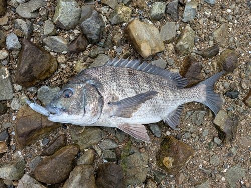 スズキの釣果