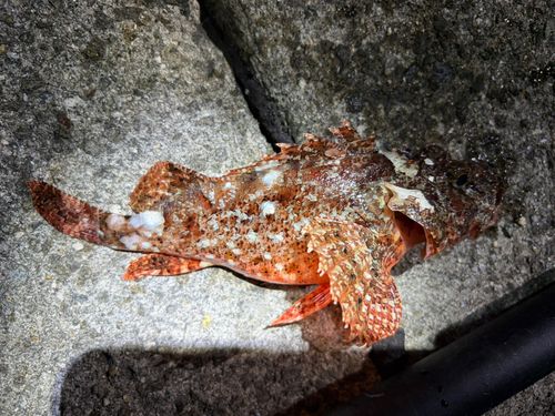 オニオコゼの釣果