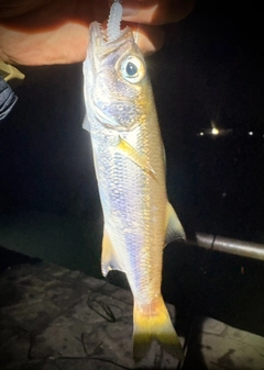 ムツの釣果