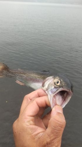 レインボートラウトの釣果
