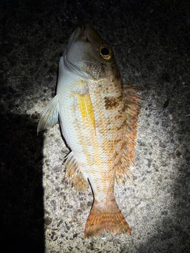 フエフキダイの釣果