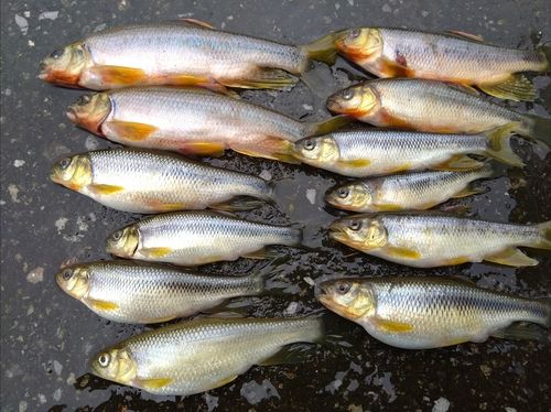 カワムツの釣果