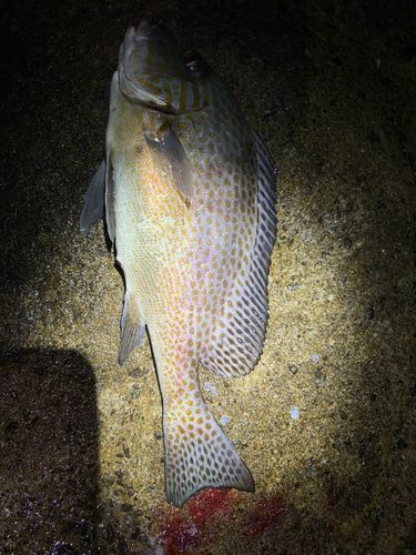 コロダイの釣果