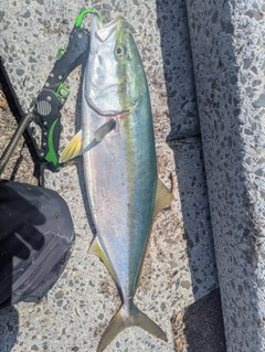 ワラサの釣果