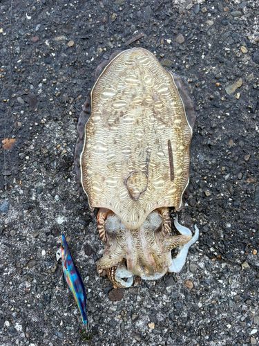 モンゴウイカの釣果