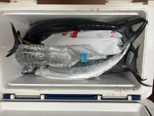 サゴシの釣果