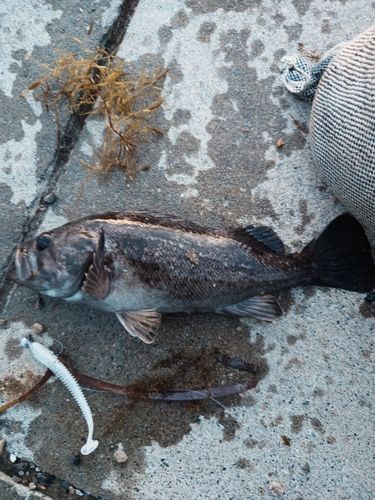 クロソイの釣果