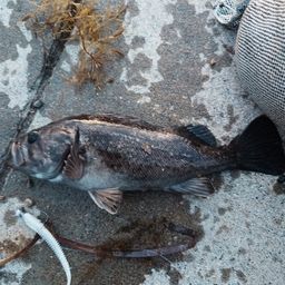 ニワカ釣り師さんの2026年06月14日(日)の釣行(岩手県 - 山田湾