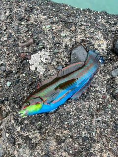 ニシキベラの釣果