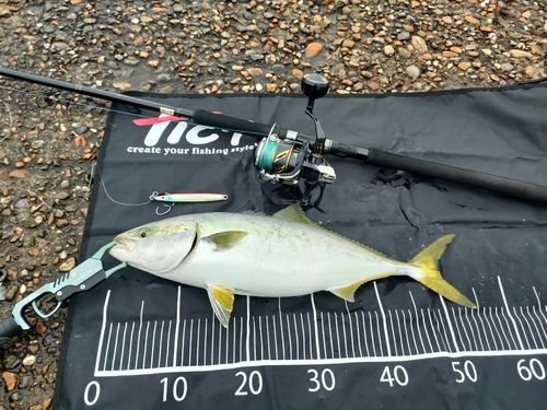 ハマチの釣果