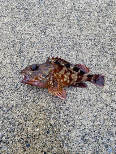 カサゴの釣果