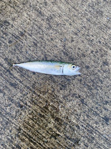 サバの釣果