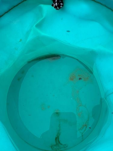 ハゼの釣果
