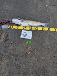 アメリカナマズの釣果