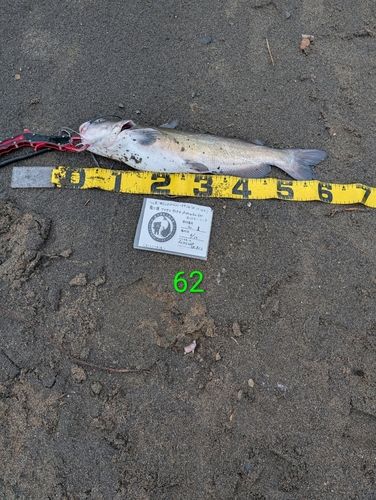 アメリカナマズの釣果