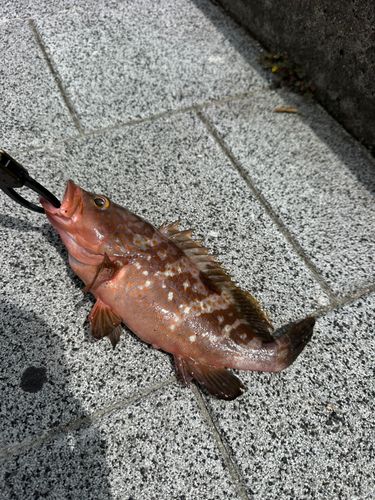 アコウの釣果