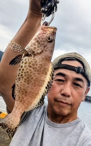 オオモンハタの釣果