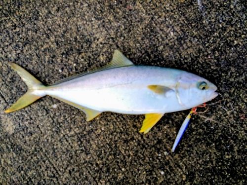 ヒラマサの釣果