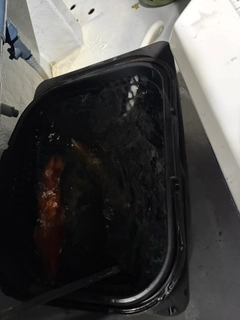 ケンサキイカの釣果