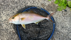 ネリゴの釣果