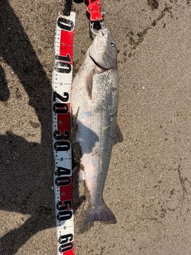 マルタウグイの釣果