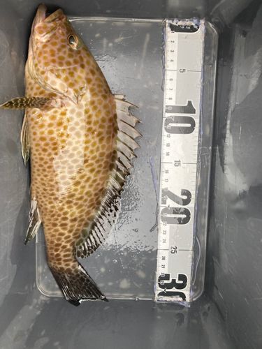 オオモンハタの釣果