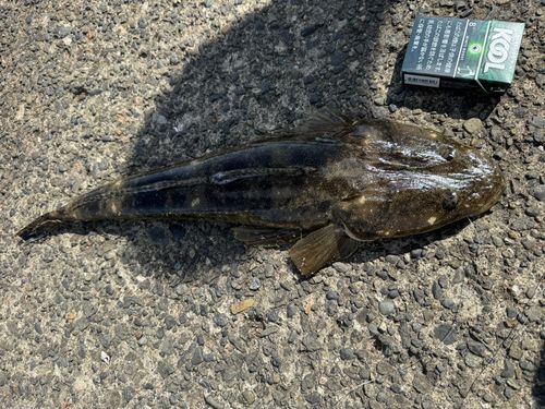 マゴチの釣果