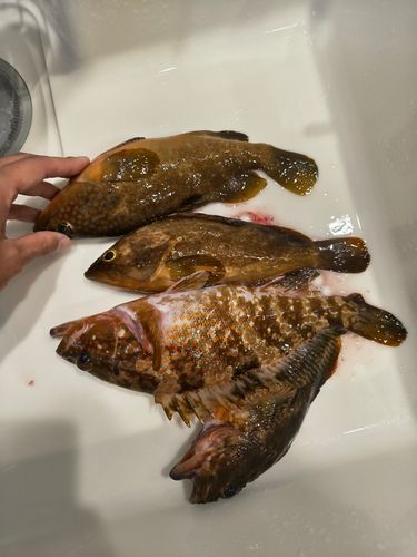 キジハタの釣果