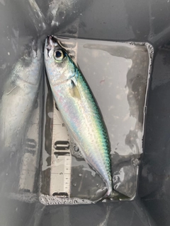 サバの釣果