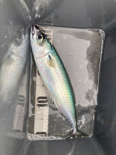 サバの釣果