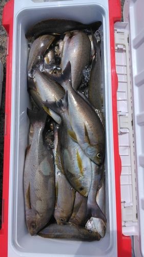 イサキの釣果