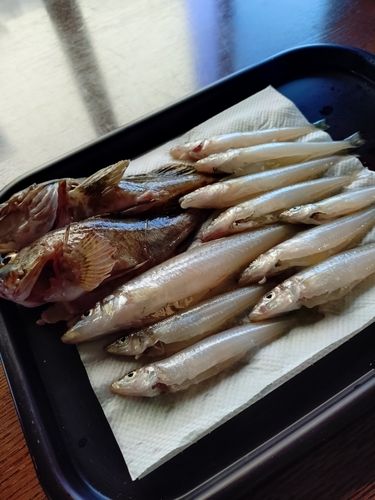 キスの釣果