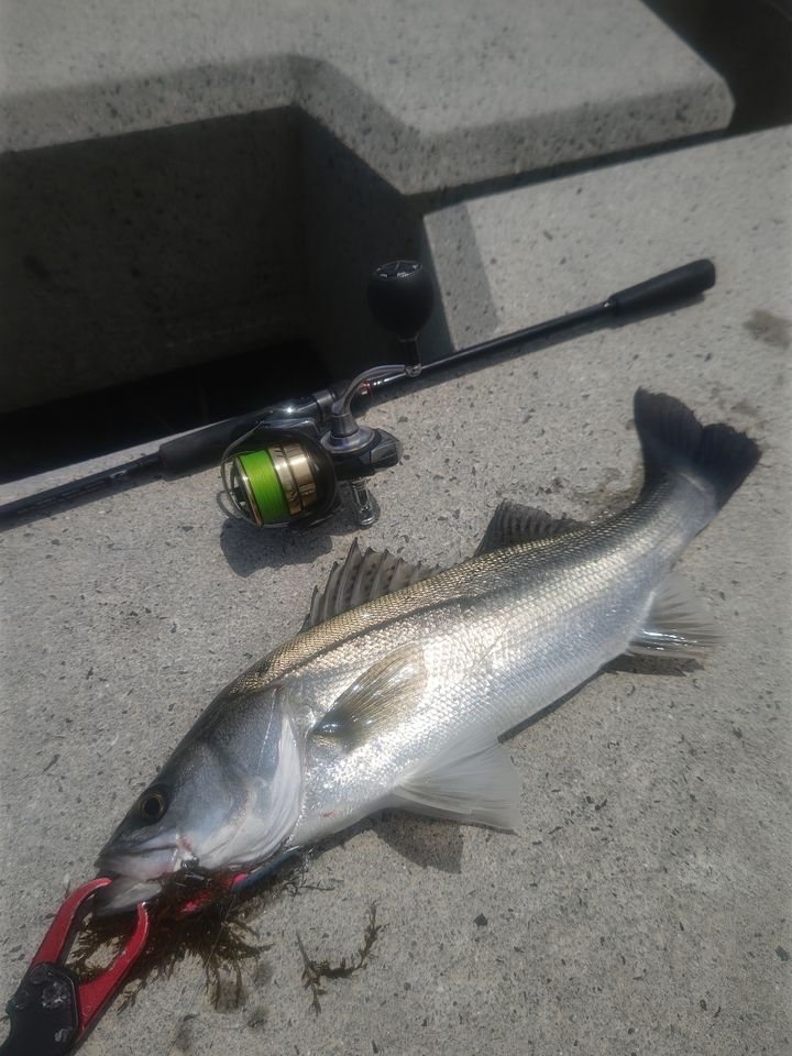 DAIWA 22HRF® (ハードロックフィッシュ) 86M・Qの最安値・インプレ
