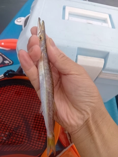 カマスの釣果