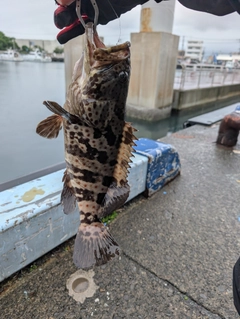 チャイロマルハタの釣果