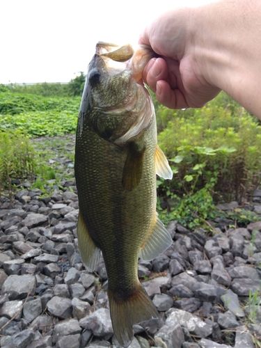 ラージマウスバスの釣果