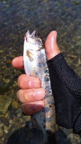 ヤマメの釣果