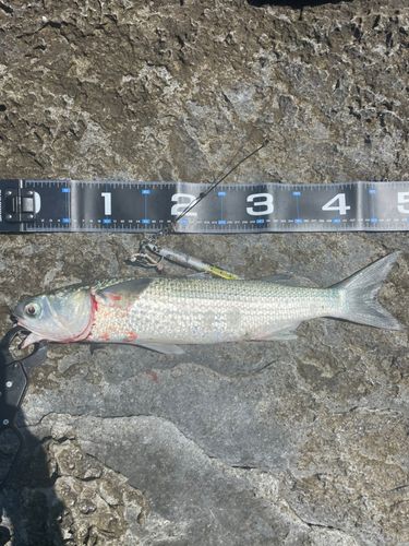 ボラの釣果
