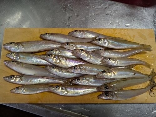 キスの釣果