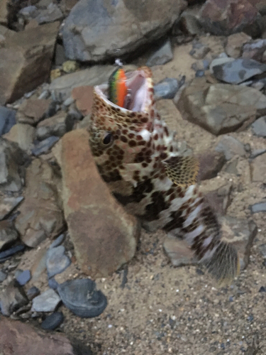 イシミーバイの釣果