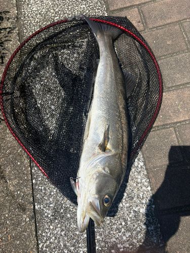 スズキの釣果