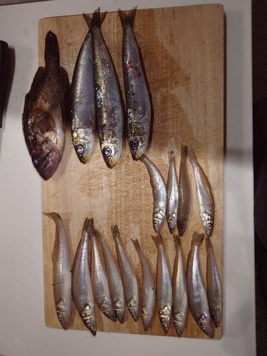 キスの釣果