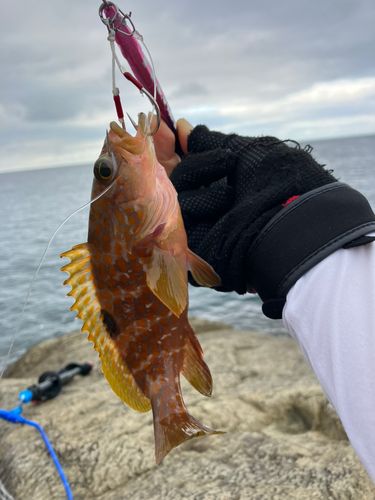キジハタの釣果