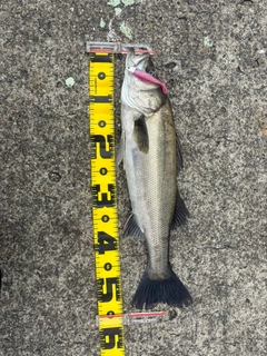 フッコ（マルスズキ）の釣果