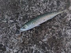 サバの釣果