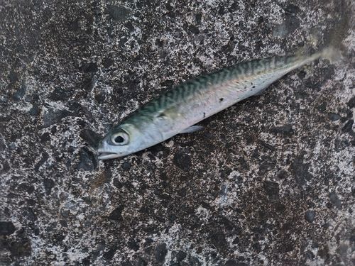 サバの釣果