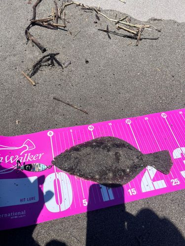 ヒラメの釣果