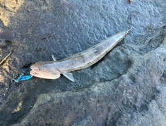 エソの釣果