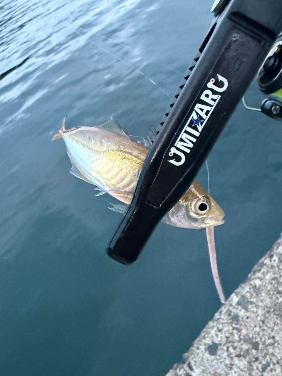 SHIMANO 19ヴァンキッシュ 1000SSSPGの最安値・インプレ・釣果 | 本音